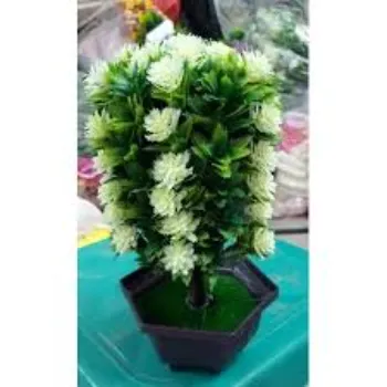 White Dahlia Plant